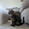 animal, cat, couch, cozy, curious, domestic_animal, floor, furniture, gray, home, indoor, kitten, living_room, pet, rug, side_view, soft_light, tabby, wooden_table, young_cat
