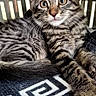 Bradley a rejoint le concours — aidez-le/la à gagner de superbes lots ! animal, basket, blanket, cat, claws, closeup, curious, cute, feline, fur, indoor, kitten, pet, portrait, relaxed, resting, striped, tabby, whiskers, young