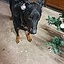 Manille participe au concours pour gagner de l'argent avec cette photo : animal, black_dog, canine, chain, christmas_tree, collar, concrete_floor, decoration, dog, ear, festive, floor, holiday, home, indoor, ornament, pet, silver_bauble, tan_paws, wooden_furniture