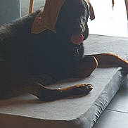 Manille participe au concours pour gagner de l'argent avec cette photo : animal, black_dog, canine, cape, chair_legs, cloth, dog, domestic, floor, fur, home, indoor, mat, pet, quiet, relaxed, resting, shadow, tile_floor, tongue_out