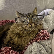 Kween is registered to the contest to win money with this photo: blanket, cat, closeup, comfort, cozy, cute, domestic_animal, ears, feline, fur, glasses, indoor, mammal, pet, portrait, relaxed, resting, sleepy, tabby, whiskers