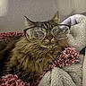 blanket, cat, closeup, comfort, cozy, cute, domestic_animal, ears, feline, fur, glasses, indoor, mammal, pet, portrait, relaxed, resting, sleepy, tabby, whiskers
