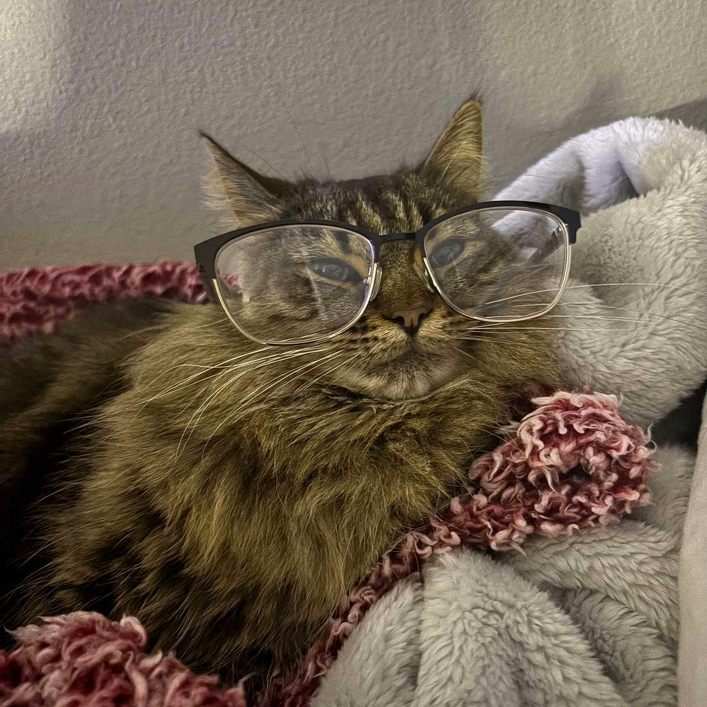 Kween is registered to the contest to win money with this photo: blanket, cat, closeup, comfort, cozy, cute, domestic_animal, ears, feline, fur, glasses, indoor, mammal, pet, portrait, relaxed, resting, sleepy, tabby, whiskers
