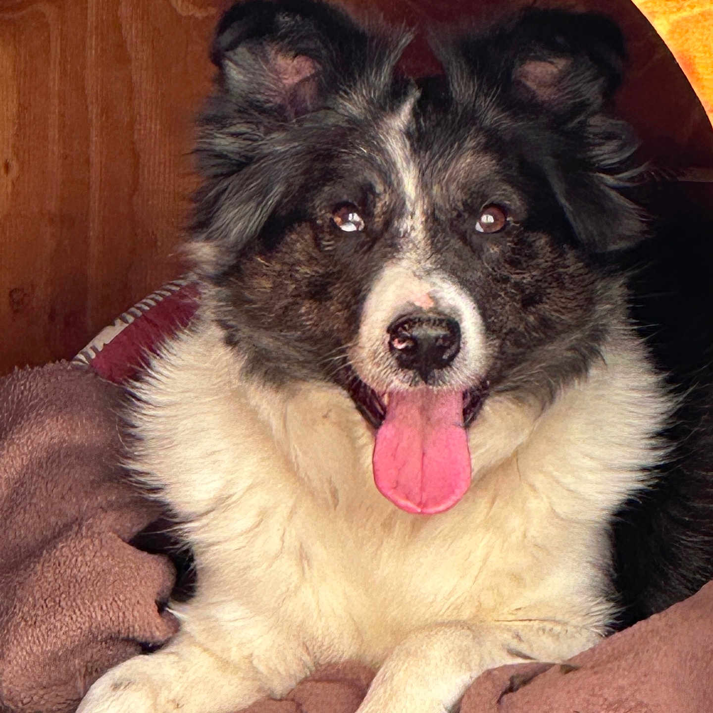 Oddyssée participe au concours pour gagner de l'argent avec cette photo : accessories, animal, bodypart, canine, collie, couch, cushion, dog, eskimodog, face, furniture, homedecor, husky, mouth, person, pet, puppy, strap, teeth, tongue