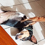 Pako a rejoint le concours — aidez-le/la à gagner de superbes lots ! beagle, carnivoran, dog, dog_breed, dog_breed_group, dog_like_mammal, ear, flooring, foot, leg, paw, snout, treeing_walker_coonhound