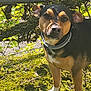 dog, outdoor, sunlight, moss, greenery, collar, pet, animal, nature, leaves, fence, tree_branch, canine, fur, paw, alert, daylight, closeup, portrait, ground
