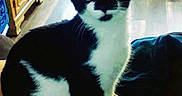 Grace is registered to the contest to win money with this photo: cat, black_and_white, indoor, feline, green_eyes, curious, pet, animal, wooden_floor, cabinet, furniture, colorful_blanket, chair, domestic, whiskers, ears, paws, looking, sitting, household