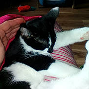 Grace joined the competition — help win amazing prizes! cat, black_and_white_cat, pet, lap, hand, petting, indoor, floor, wooden_floor, pet_bed, toy, relaxed, cozy, striped_clothing, person, animal, feline, whiskers, sleeping, comfort