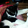 cat, black_and_white_cat, pet, lap, hand, petting, indoor, floor, wooden_floor, pet_bed, toy, relaxed, cozy, striped_clothing, person, animal, feline, whiskers, sleeping, comfort