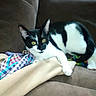 Grace is registered to the contest to win money with this photo: cat, black_and_white, yellow_eyes, couch, indoor, fabric, colorful, relaxed, pet, animal, feline, fur, whiskers, paws, resting, domestic, cozy, curious, living_room, soft