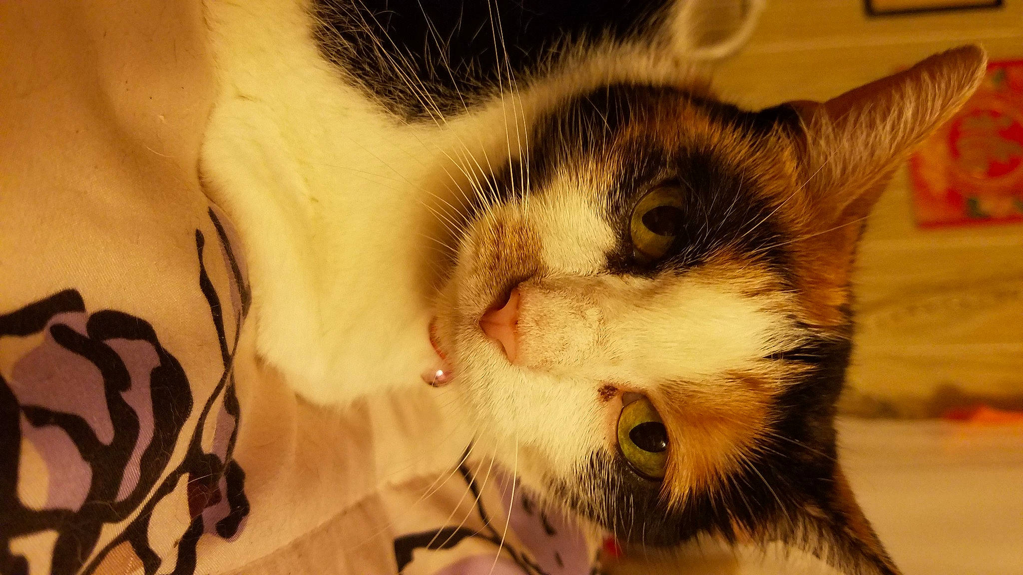 Belle joined the competition — help win amazing prizes! carnivore, cat, claw, close_up, comfort, domestic_short_haired_cat, ear, eye, eyebrow, eyelash, felidae, fur, iris, nap, nose, paw, small_to_medium_sized_cats, snout, tail, whiskers