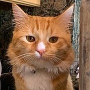 Simba joined the competition — help win amazing prizes! cat, close_up, collar, countertop, curious, ears, eyes, feline, fluffy, furniture, home, indoor, marble, nose, orange_cat, pet, portrait, sitting, tabby, whiskers