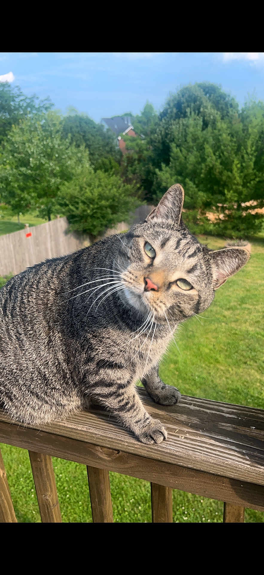 Murray is registered to the contest to win money with this photo: cat, tabby_cat, animal, pet, outdoor, wooden_railing, green_grass, trees, fence, daylight, nature, curious, head_tilt, fur, whiskers, ears, close_up, backyard, sunlight, blue_sky