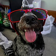 Ozzie joined the competition — help win amazing prizes! dog, sunglasses, tongue, indoor, pet, black_fur, happy, cute, animal, face, mouth, nose, blurred_background, floor, household_items, tongue_out, funny, cool, portrait, canine