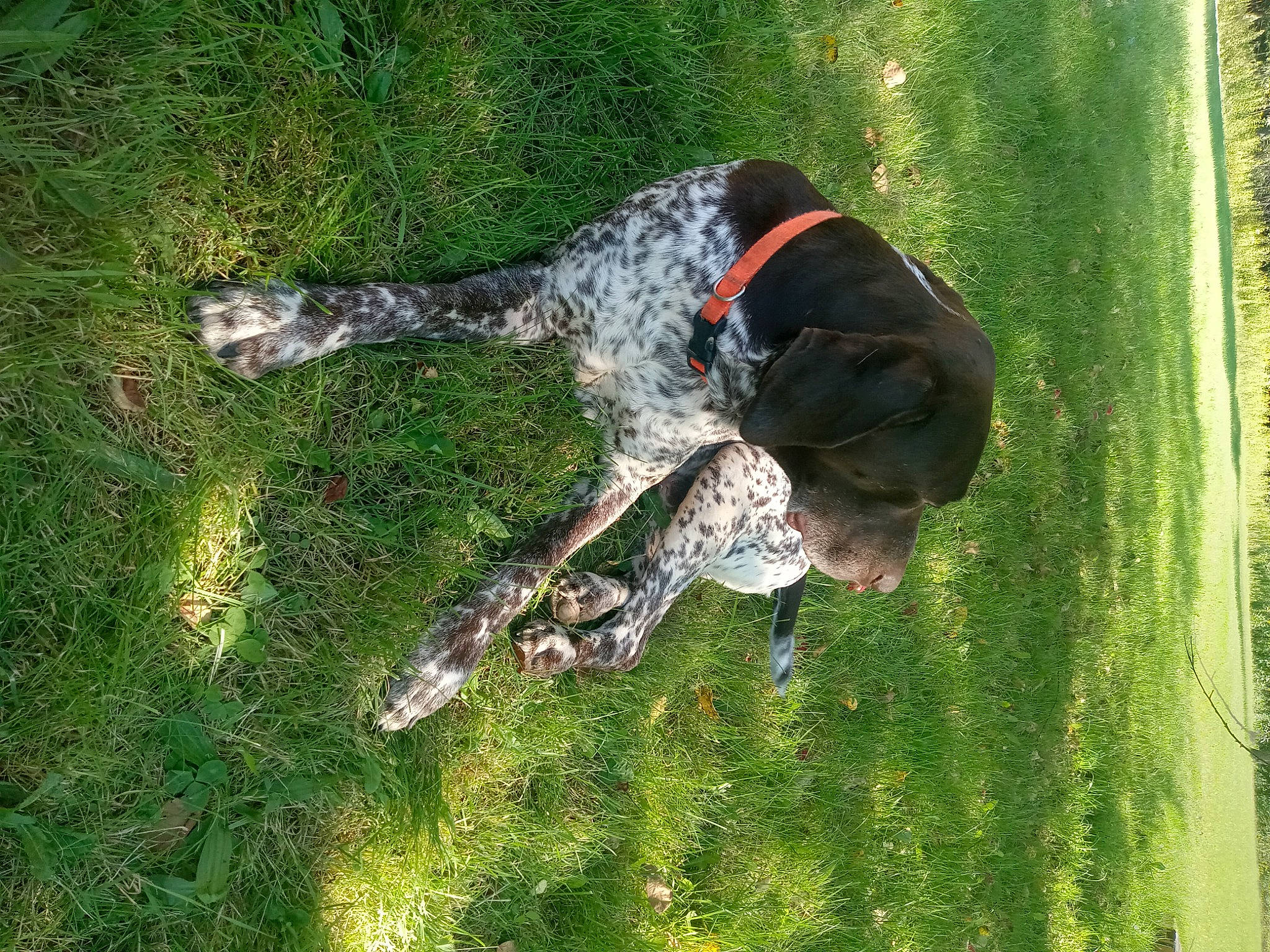 Jackson is registered to the contest to win money with this photo: army, camouflage, canidae, carnivore, dog, dog_breed, dog_supply, fun, grass, grass_family, guard_dog, military_camouflage, military_organization, plant, recreation, soil, sporting_group, tail, tree, water