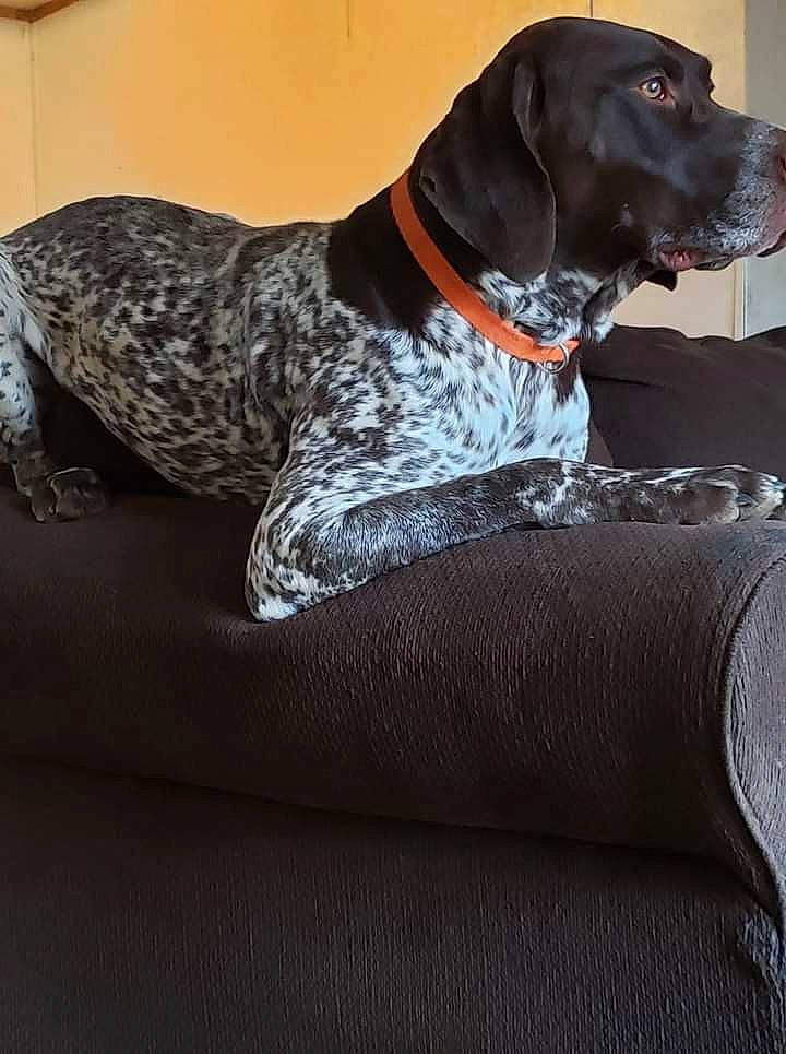 Jackson is registered to the contest to win money with this photo: borador, carnivore, collar, comfort, companion_dog, couch, dog, dog_breed, dog_collar, dog_supply, fawn, grey, gun_dog, leash, liver, pet_supply, sitting, snout, sporting_group, working_animal