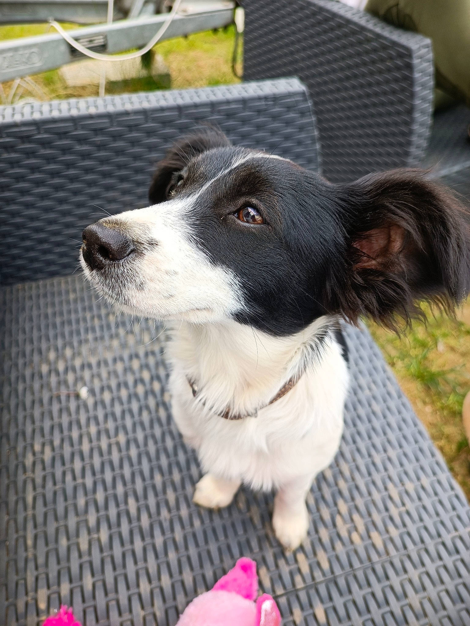 Evrest a rejoint le concours — aidez-le/la à gagner de superbes lots ! canidae, carnivore, chair, collar, companion_dog, dog, dog_breed, dog_collar, fur, grass, leash, plant, puppy, snout, spaniel, sporting_group, whiskers, working_dog