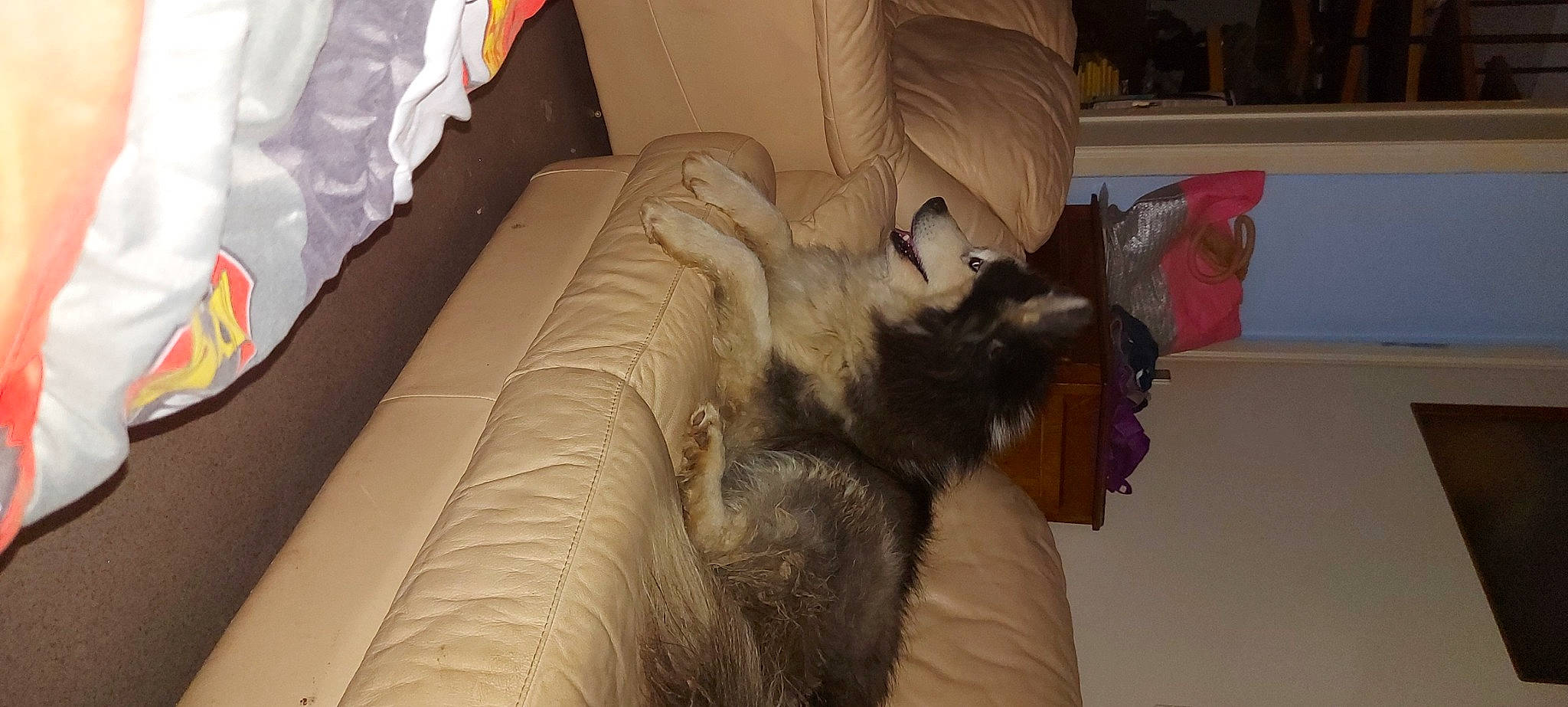 Aiko a rejoint le concours — aidez-le/la à gagner de superbes lots ! carnivore, cat, comfort, companion_dog, couch, dog_breed, domestic_short_haired_cat, felidae, flooring, fur, hardwood, human_leg, living_room, paw, room, small_to_medium_sized_cats, tail, vertebrate, whiskers, wood