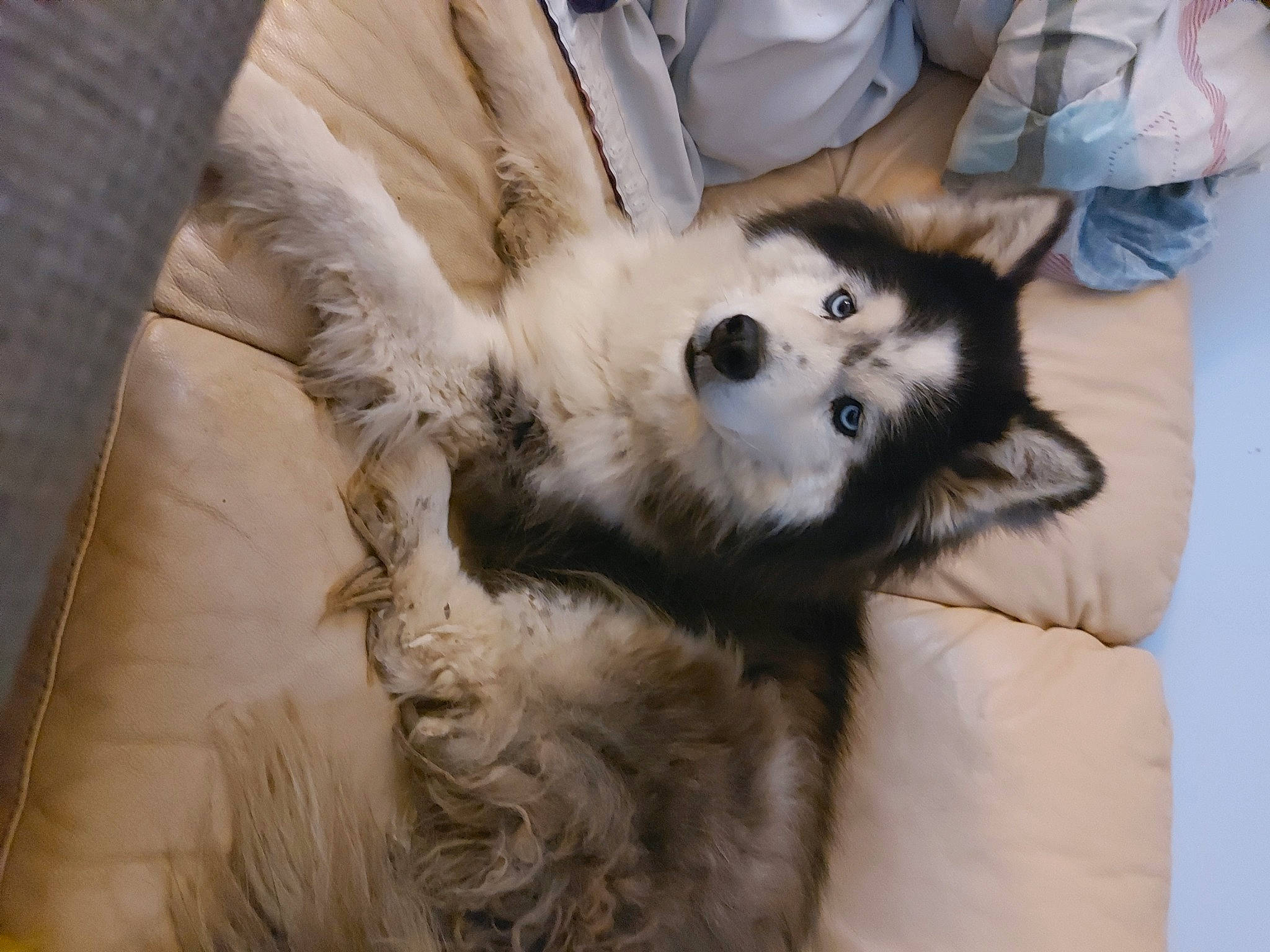 Aiko participe au concours pour gagner de l'argent avec cette photo : canidae, carnivore, claw, comfort, companion_dog, couch, dog, dog_breed, fawn, felidae, fur, linens, paw, small_to_medium_sized_cats, spitz, sporting_group, tail, terrestrial_animal, toy_dog, whiskers