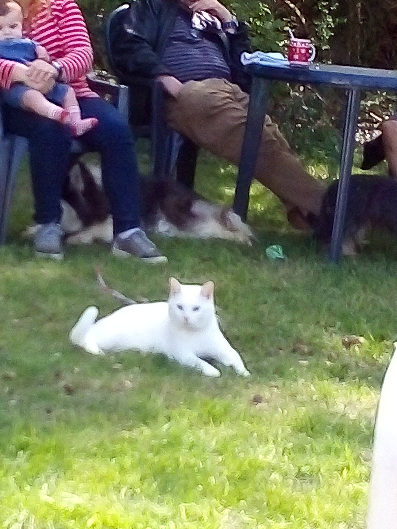 Minnie a rejoint le concours — aidez-le/la à gagner de superbes lots ! carnivore, cat, chair, companion_dog, dog_breed, fawn, felidae, grass, lap, lawn, leg, leisure, luggage_and_bags, plant, shoe, shorts, small_to_medium_sized_cats, sneakers, tail, whiskers