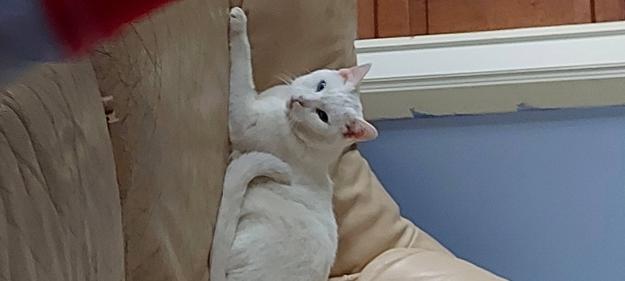 Minnie participe au concours pour gagner de l'argent avec cette photo : carnivore, cat, comfort, domestic_short_haired_cat, fang, fawn, felidae, flooring, foot, fur, hardwood, linens, paw, plaster, room, sitting, small_to_medium_sized_cats, tail, whiskers, wood