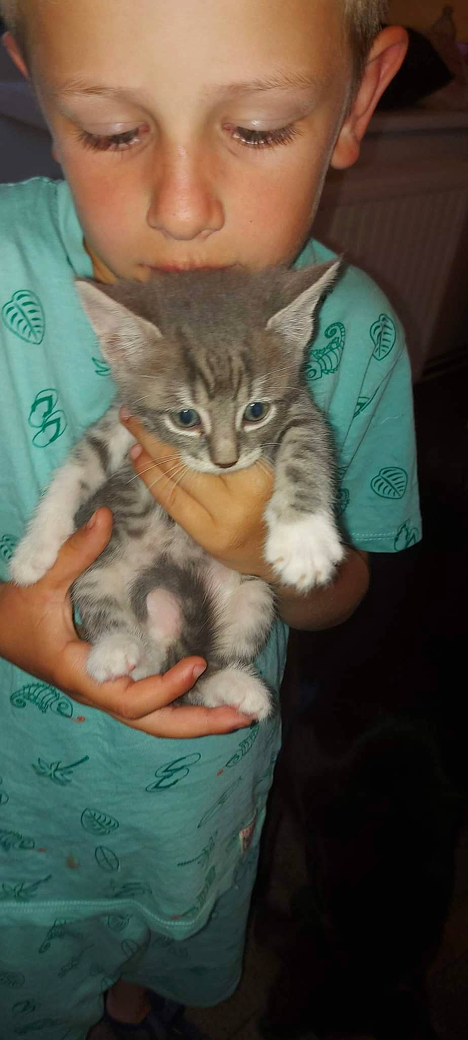 Chasdowe participe au concours pour gagner de l'argent avec cette photo : carnivore, cat, claw, domestic_short_haired_cat, ear, fawn, felidae, finger, fur, gesture, hug, lap, mammal, nail, paw, sitting, small_to_medium_sized_cats, tail, vertebrate, whiskers