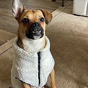 Blu joined the competition — help win amazing prizes! dog, pet, indoor, carpet, vest, clothing, brown_dog, small_dog, cute, adorable, fur, ears, sitting, floor, home_interior, furniture, table, wooden_floor, zipper, expression