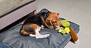 Bailey a rejoint le concours — aidez-le/la à gagner de superbes lots ! dog, beagle, puppy, sleeping, sleepy, pet, animal, toy, plush_toy, dinosaur_toy, brown_toy, cushion, pet_bed, indoors, floor, furniture, resting, cuddling, black_white_brown, cute