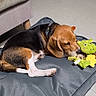 dog, beagle, puppy, sleeping, sleepy, pet, animal, toy, plush_toy, dinosaur_toy, brown_toy, cushion, pet_bed, indoors, floor, furniture, resting, cuddling, black_white_brown, cute