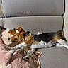 dog, beagle, puppy, sleeping, lying_down, sofa, couch, plush_toy, stuffed_animal, blanket, cushion, indoor, home, sunlight, relaxed, pet, animal, brown_and_white, black_and_white, portrait