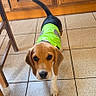 dog, puppy, beagle, pet, animal, green_outfit, clothing, portrait, looking_at_camera, standing, tail, floppy_ears, brown_and_white, indoor, kitchen, wooden_cabinets, tile_floor, chair, cute, photography