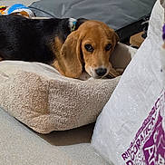 Bailey participe au concours pour gagner de l'argent avec cette photo : beagle, dog, pet, puppy, lying_down, dog_bed, indoors, home, curtains, cushion, blanket, floor, furniture, resting, sleepy, sad_eyes, brown_and_black, long_ears, portrait, photography