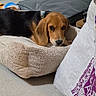 beagle, dog, pet, puppy, lying_down, dog_bed, indoors, home, curtains, cushion, blanket, floor, furniture, resting, sleepy, sad_eyes, brown_and_black, long_ears, portrait, photography