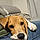 Bailey