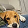 Bailey