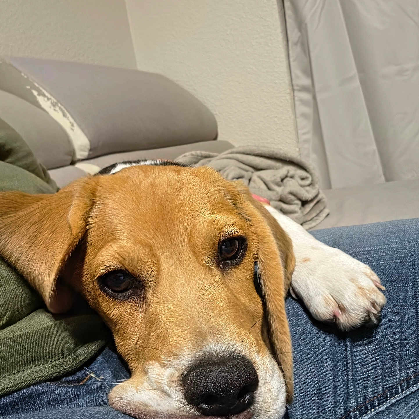 Bailey