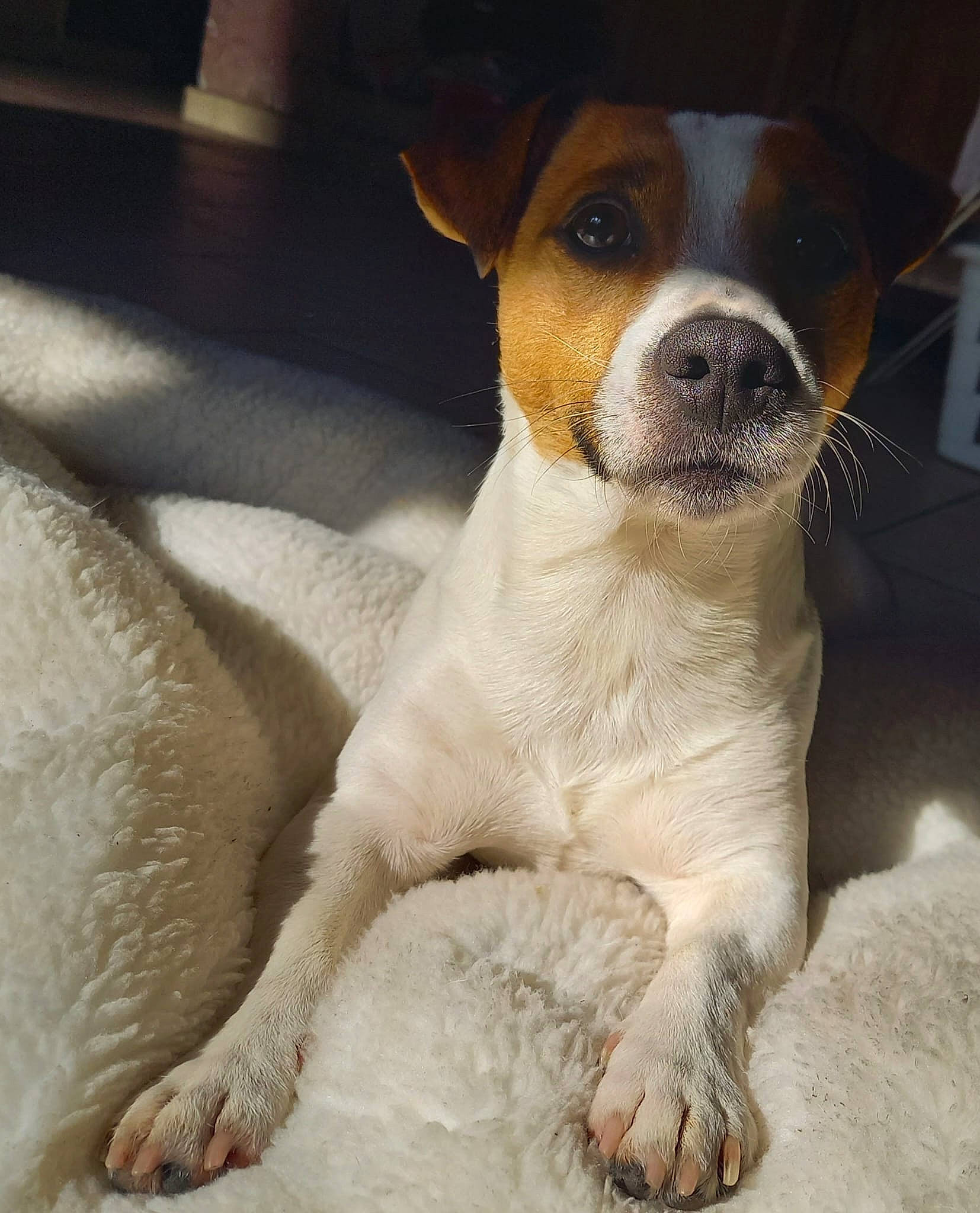 Ades participe au concours pour gagner de l'argent avec cette photo : ancient_dog_breeds, canidae, carnivore, comfort, companion_dog, dog, dog_breed, fawn, fur, irishjacks, non_sporting_group, paw, puppy, sporting_group, terrestrial_animal, terrier, toy_dog, whiskers, working_animal