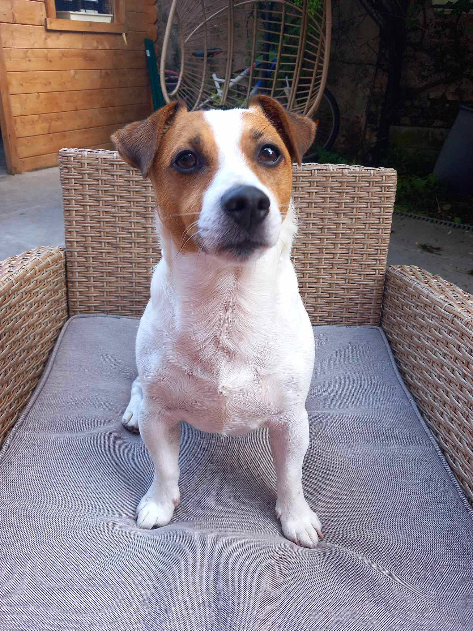 Ades participe au concours pour gagner de l'argent avec cette photo : cabinetry, canidae, carnivore, chair, chest_of_drawers, collar, companion_dog, dog, dog_breed, door, drawer, flowerpot, hardwood, irishjacks, plant, sporting_group, whiskers, window, wood, working_animal