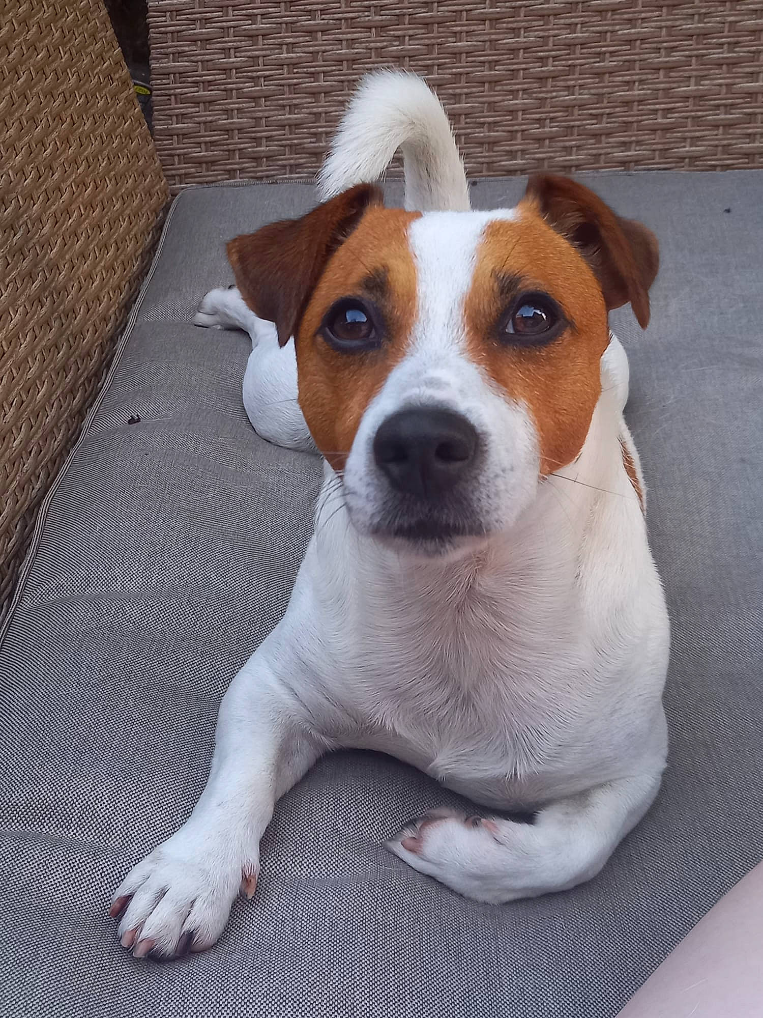 Ades a rejoint le concours — aidez-le/la à gagner de superbes lots ! ancient_dog_breeds, canidae, carnivore, collar, companion_dog, dog, dog_breed, fawn, fur, irishjacks, non_sporting_group, paw, snout, sporting_group, terrier, whiskers, working_animal