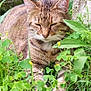 cat, tabby_cat, animal, pet, outdoor, greenery, grass, clover, flowers, nature, relaxing, sleeping, feline, whiskers, ears, closeup, peaceful, garden, mammal, wildlife