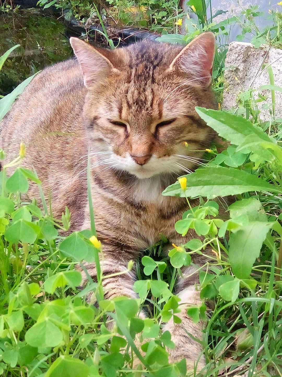 Clara is registered to the contest to win money with this photo: cat, tabby_cat, animal, pet, outdoor, greenery, grass, clover, flowers, nature, relaxing, sleeping, feline, whiskers, ears, closeup, peaceful, garden, mammal, wildlife