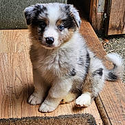 Aron a rejoint le concours — aidez-le/la à gagner de superbes lots ! puppy, dog, fluffy, sitting, wooden_floor, doormat, indoor, pet, cute, small_dog, fur, blue_eyes, cozy, couch, door, house, animal, portrait, young_dog, adorable