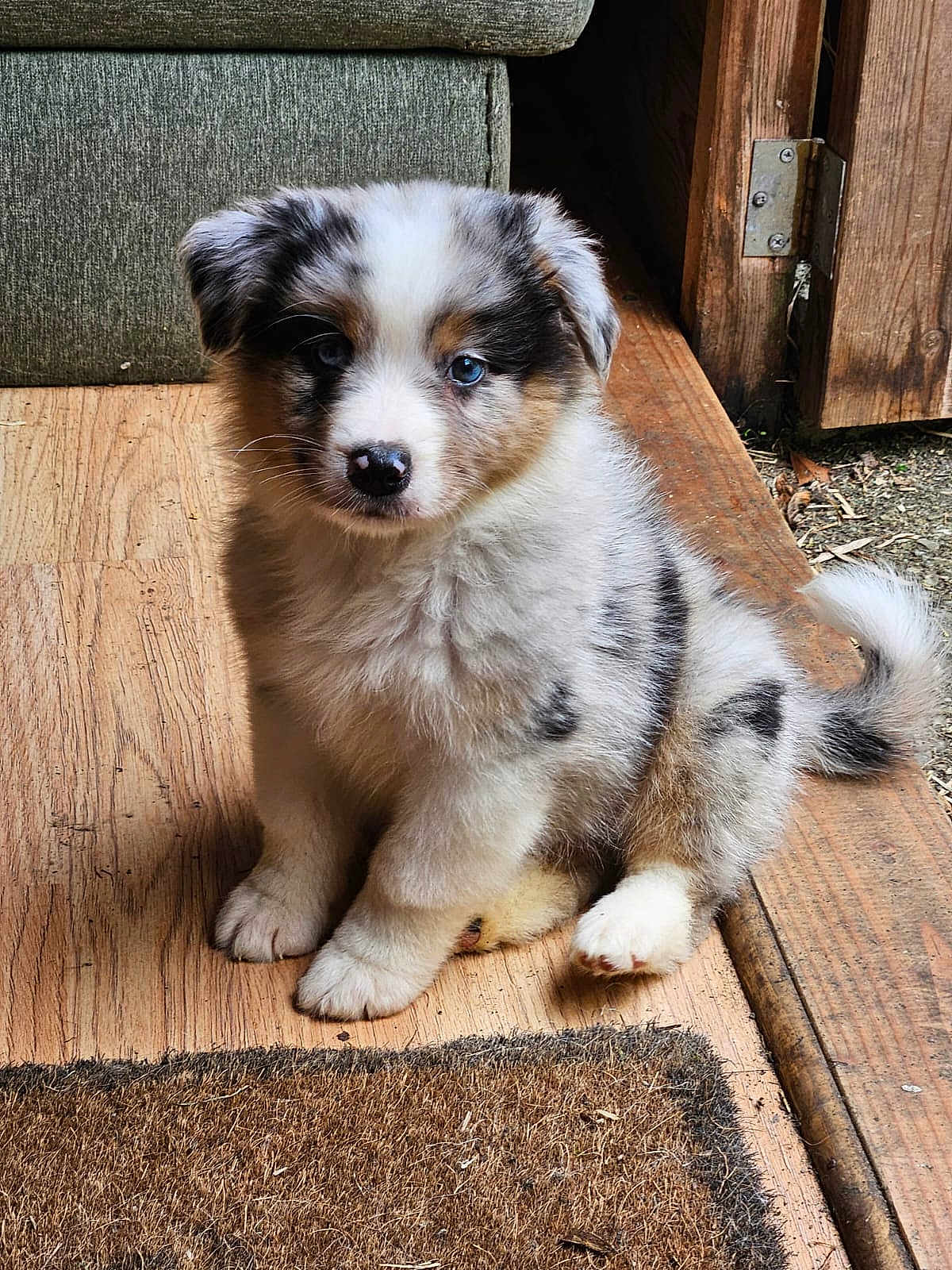 Aron a rejoint le concours — aidez-le/la à gagner de superbes lots ! puppy, dog, fluffy, sitting, wooden_floor, doormat, indoor, pet, cute, small_dog, fur, blue_eyes, cozy, couch, door, house, animal, portrait, young_dog, adorable