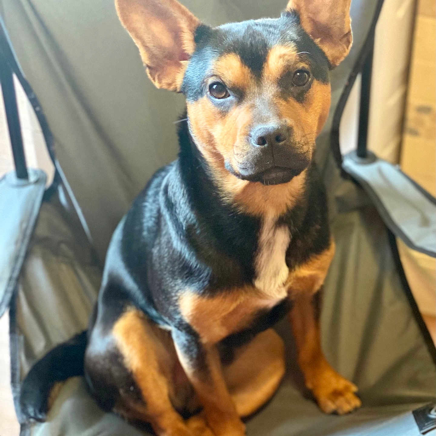 Theo joined the competition — help win amazing prizes! accessories, animal, armchair, beagle, bulldog, canine, chair, chihuahua, cushion, dog, furniture, germanshepherd, homedecor, hound, husky, pet, policedog, puppy, snout, strap