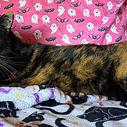 Molly is registered to the contest to win money with this photo: cat, tortoiseshell_cat, pet, feline, animal, indoor, blanket, pattern, halloween_theme, ghosts, bats, couch, cozy, fur, whiskers, green_eyes, relaxed, lying_down, domestic_cat, cute