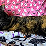 cat, tortoiseshell_cat, pet, feline, animal, indoor, blanket, pattern, halloween_theme, ghosts, bats, couch, cozy, fur, whiskers, green_eyes, relaxed, lying_down, domestic_cat, cute