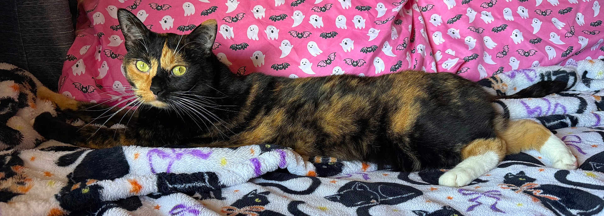 Molly
