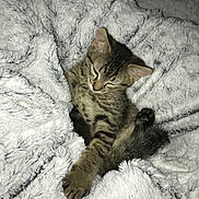 Oana a rejoint le concours — aidez-le/la à gagner de superbes lots ! asian, california_spangled, carnivore, cat, domestic_short_haired_cat, dragon_li, egyptian_mau, european_shorthair, eye, felidae, fur, kitten, paw, pixie_bob, sky, sleep, small_to_medium_sized_cats, tabby_cat, whiskers, wild_cat