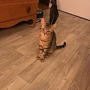 Oxalis a rejoint le concours — aidez-le/la à gagner de superbes lots ! carnivore, cat, fawn, felidae, floor, flooring, fur, hardwood, laminate_flooring, plywood, small_to_medium_sized_cats, tail, tile, whiskers, wood, wood_flooring, wood_stain