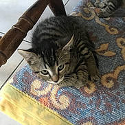 Olaf participe au concours pour gagner de l'argent avec cette photo : american_shorthair, asian, bengal, california_spangled, carnivore, cat, domestic_short_haired_cat, dragon_li, european_shorthair, felidae, fur, kitten, maine_coon, ocicat, pixie_bob, small_to_medium_sized_cats, tabby_cat, toyger, whiskers, wild_cat